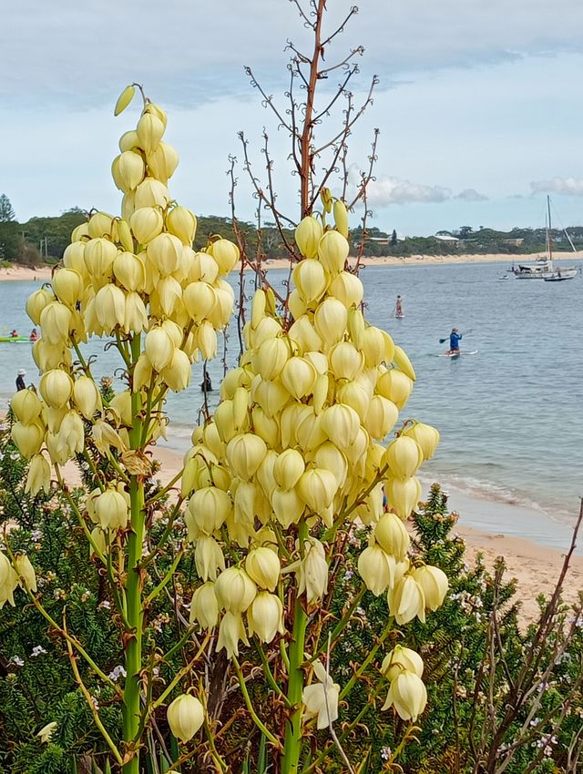 Shoal Bay 海灘