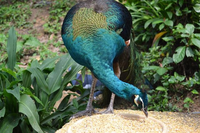 吉隆坡飛禽公園｜飛鳥的樂園，兒童的天堂