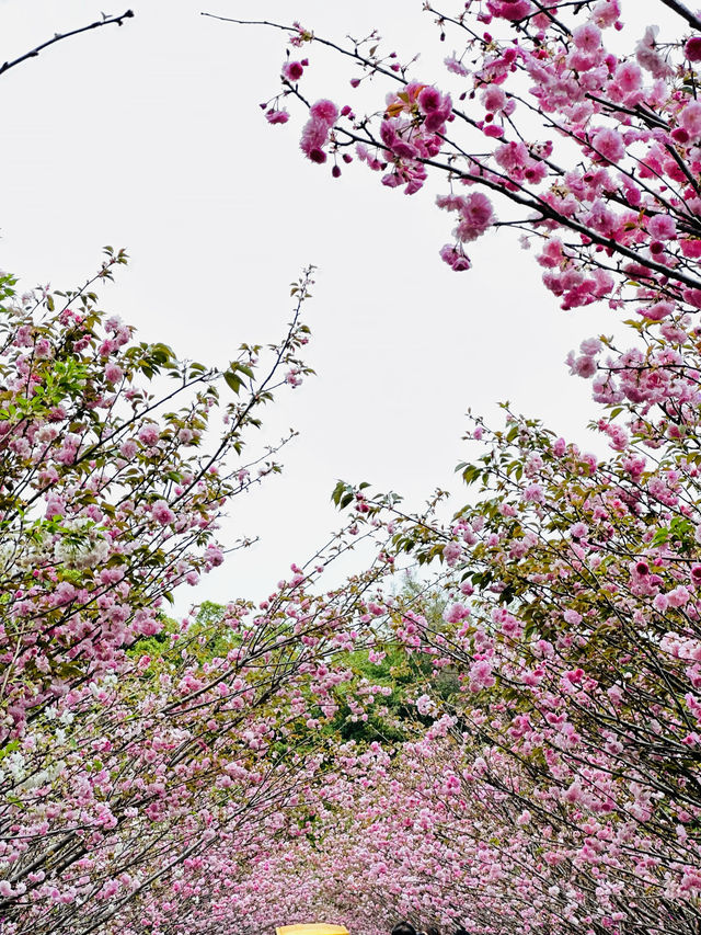 被公園的櫻花治癒了～