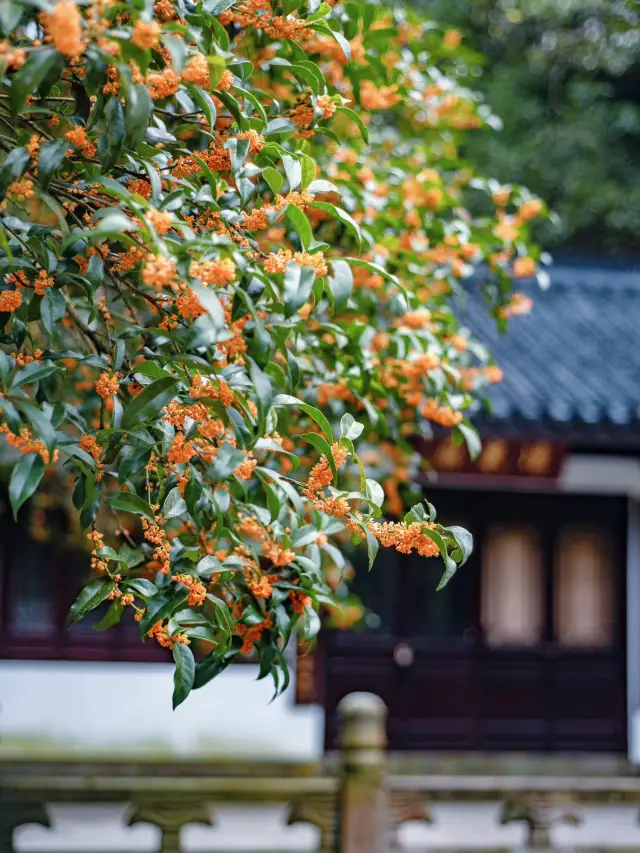 The osmanthus flowers are blooming in Hangzhou