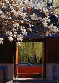 北京藝術博物館|觀古建賞玉蘭，太美了