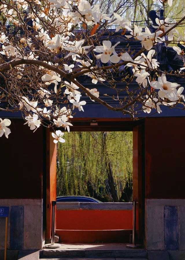 北京藝術博物館|觀古建賞玉蘭，太美了