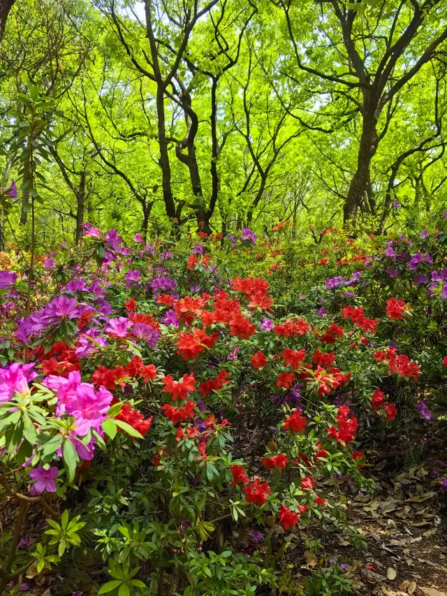 The Kunming Rhododendron Flower Festival has opened at the Black Dragon Pool Park