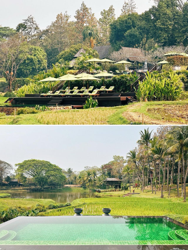 泰國清邁旅行度假～首選當然是住在稻田裡的四季酒店！