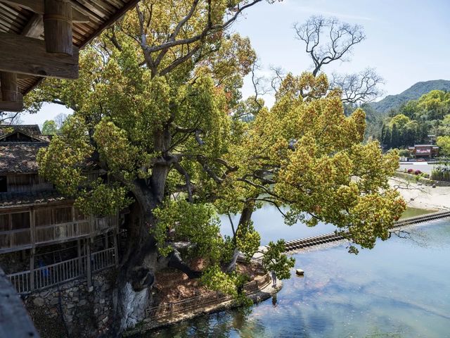 泰順廊橋泰順不着急，泰順可以慢慢走