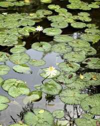 觀光新加坡的雙溪布洛濕地天然公園