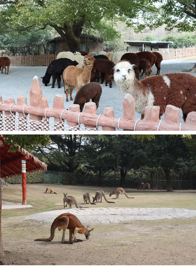 遛娃的好地方-上海野生動物園