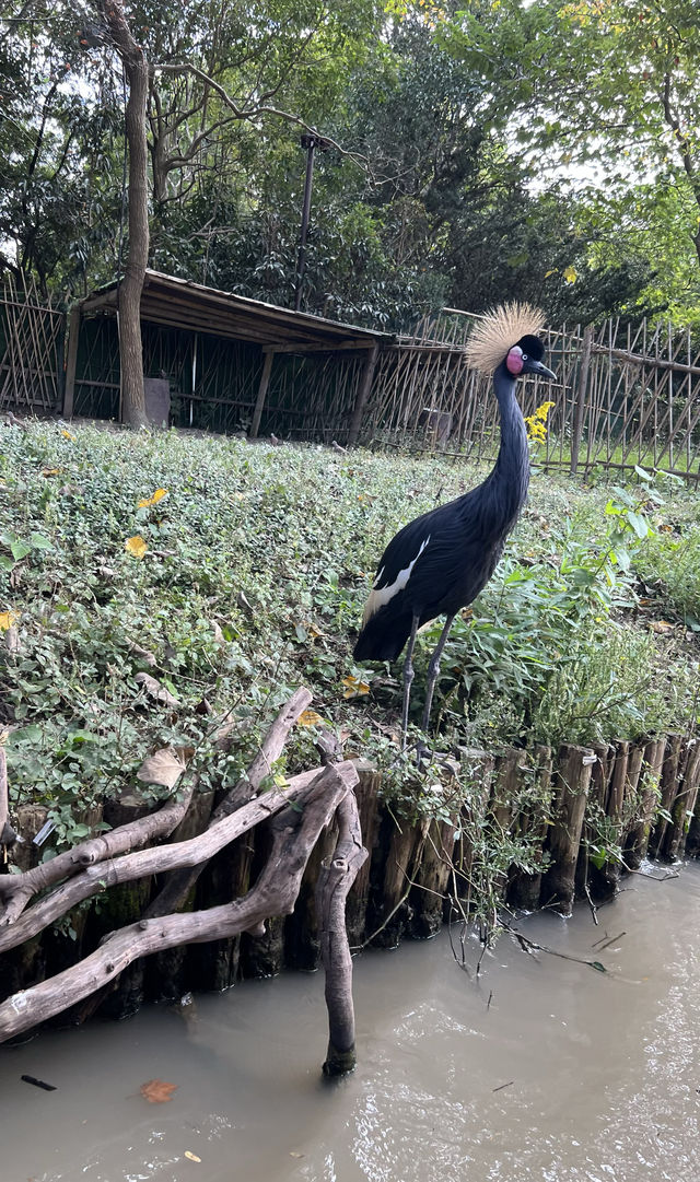 親人們，上海野生動物園有多適合遛娃還要多說嗎？