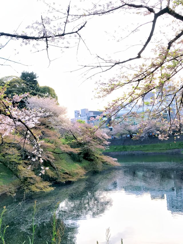 去公園吧！千鳥淵迷人櫻花隧道