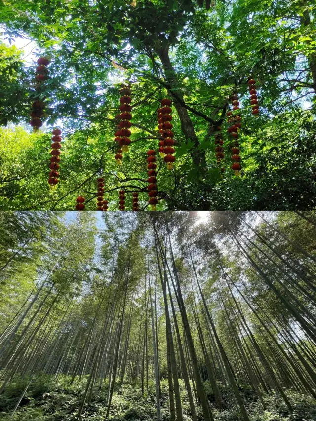 Accidentally stepping into the 'The Wizard of Oz' Yunxi Bamboo Path