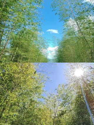 "Secret Land in Bamboo Forest" - Yuzhu Peak and Sea Scenic Area