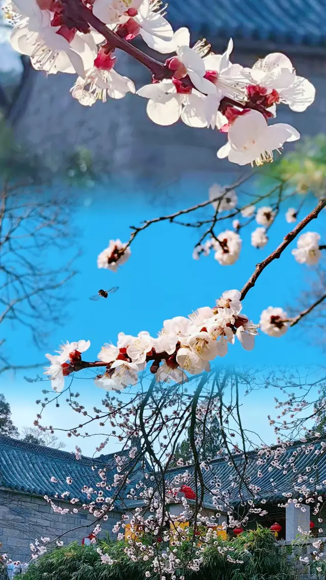 ロマンチックな春は、花見や山登り、遊びに最適な季節です