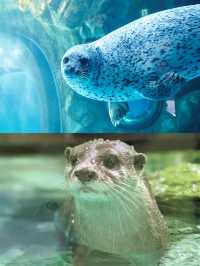 【東京品川水族館攻略】海底世界奇觀，千種海洋生物等你發現！