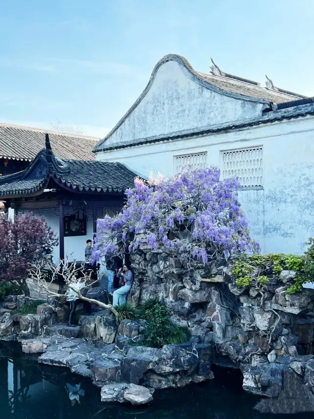 Suzhou Travel | Suzhou's top attraction returns, the wisteria of the Master of the Nets Garden