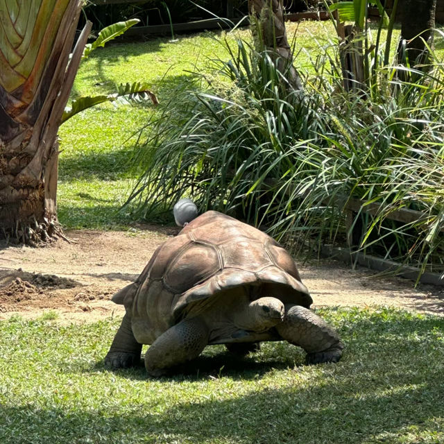 Australia Zoo have animals around world🦘🇦🇺