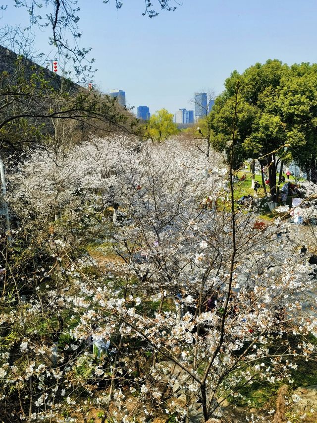 雞鳴寺的櫻花開了南京玩得可真花～