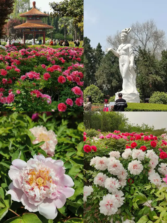 Luoyang Peony Flower Festival Viewing Guide | Recommended to Save