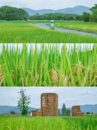 Spare the West Lake, please❗️Lianguzhu is the pinnacle of Hangzhou's autumn excursions🚶🏼‍♂️.