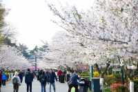 青島中山公園邀您來賞櫻花