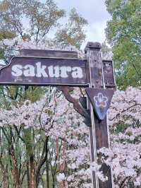 漫步粉色天堂！武漢東湖櫻花園帶你領略浪漫春日