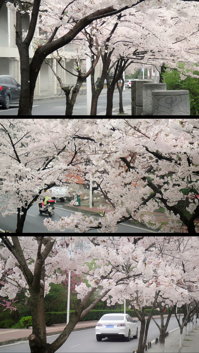 劍江路櫻花：春日浪漫之約