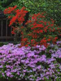 臨平公園五彩杜鵑花開，真的是太美啦吧