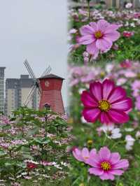 智慧灣生態公園的格桑花海，超級治癒，快來賞花打卡吧