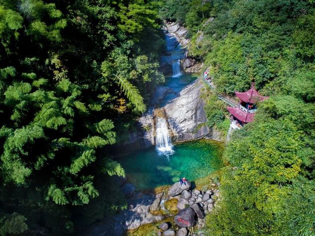 四月翡翠春採茶