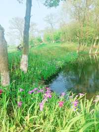 義烏植物園，草木欣然，鳶尾盛開