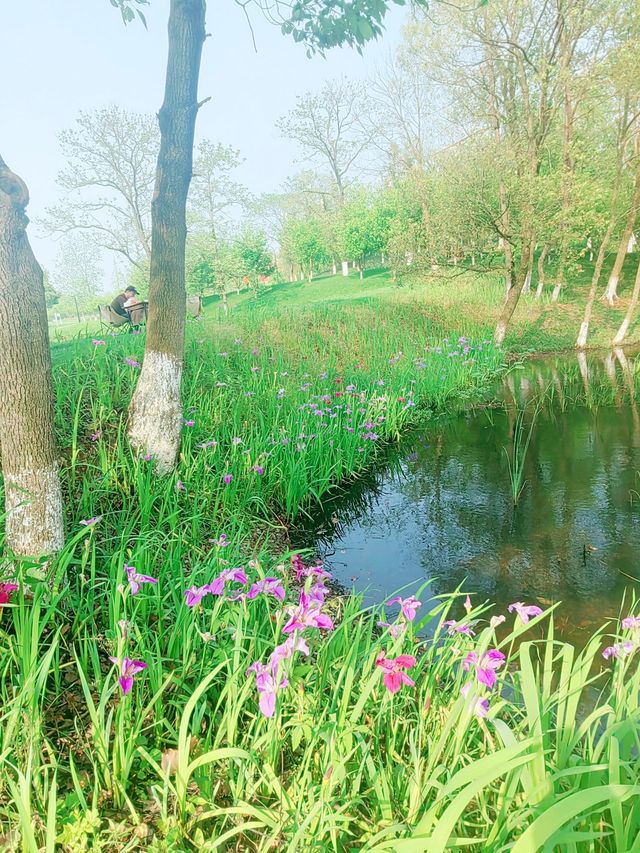 義烏植物園，草木欣然，鳶尾盛開