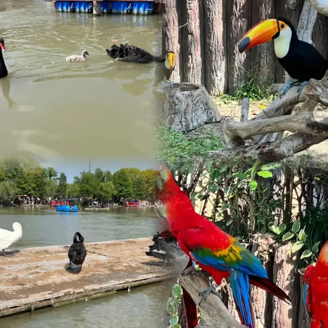 上海野生動物園超實用攻略