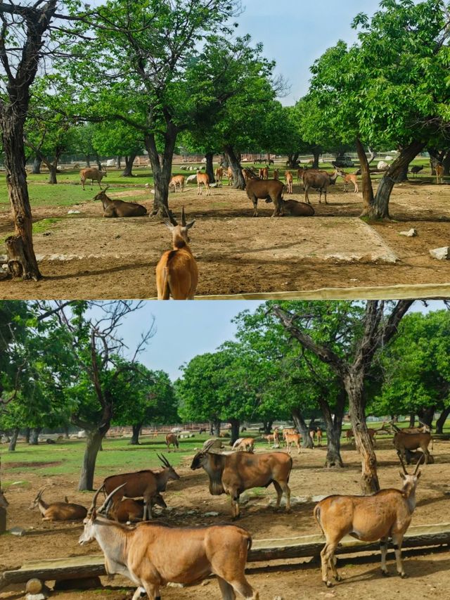 秦嶺野生動物園開園了，不一樣的體驗