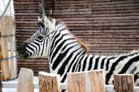 準考證別丟｜想來動物園高考門票福利來了