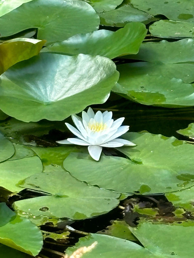 廈門洋麻山森林公園遊玩攻略！超詳細！