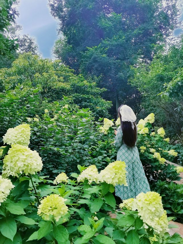在成都！！鮮花織就的小徑