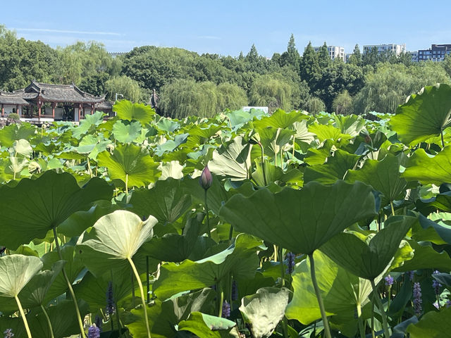 夏日荷花別樣紅，相約在永康香樟公園看荷