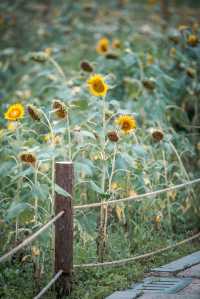 蘇州賞花圖鑑丨仲夏限定的向日葵