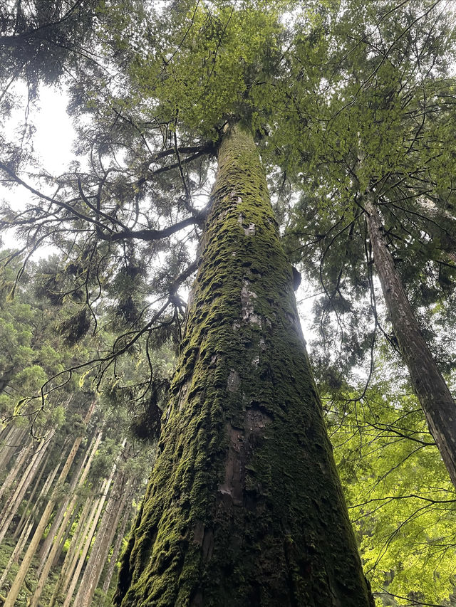 還好沒聽那些避雷的 差點錯過貴船神社