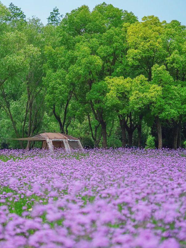 上海夏日超美絕絕紫，去這3家公園就能找到