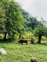 周末避暑黑竹沟2日游攻略篇！