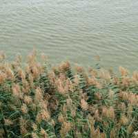 🌾 寧夏銀川沙湖：沙漠與湖水的奇妙融合