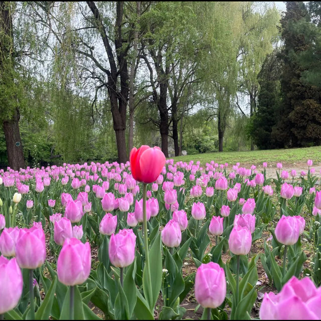 Flower blossoms at Shenyang Garden Expo 