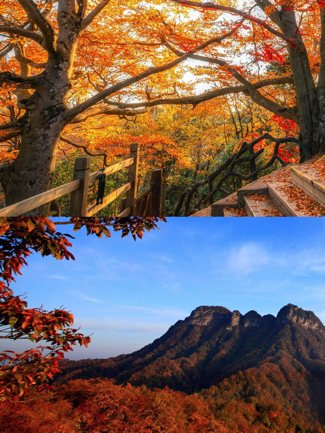人生建議：一定要在秋天去一次光霧山看紅葉！