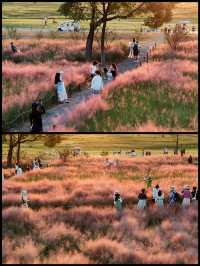 9月21日實拍西安誰還沒去這個公園看粉黛花海!。