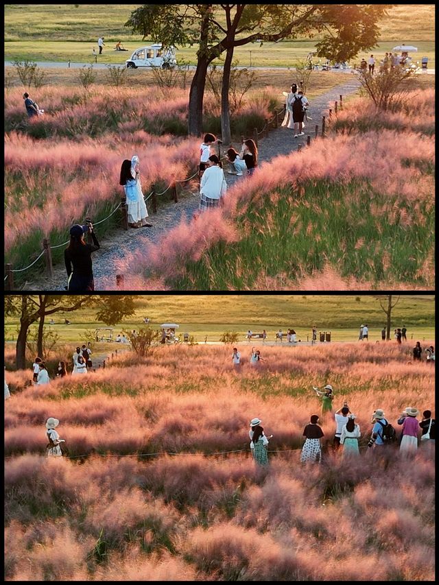 9月21日實拍西安誰還沒去這個公園看粉黛花海!。 9月21日實拍西安誰還沒去這個公園看粉黛花海!。