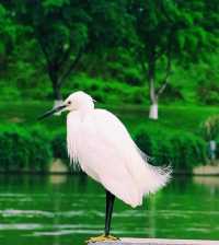 水鳥天堂法國里爾鷺鳥湖｜探索法國北部的自然濕地。