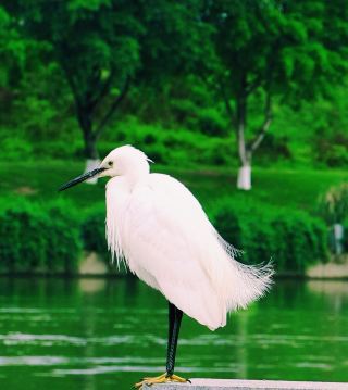 Birdwatcher's Paradise: Lille Heron Lake, France | Explore the natural wetlands of northern France.