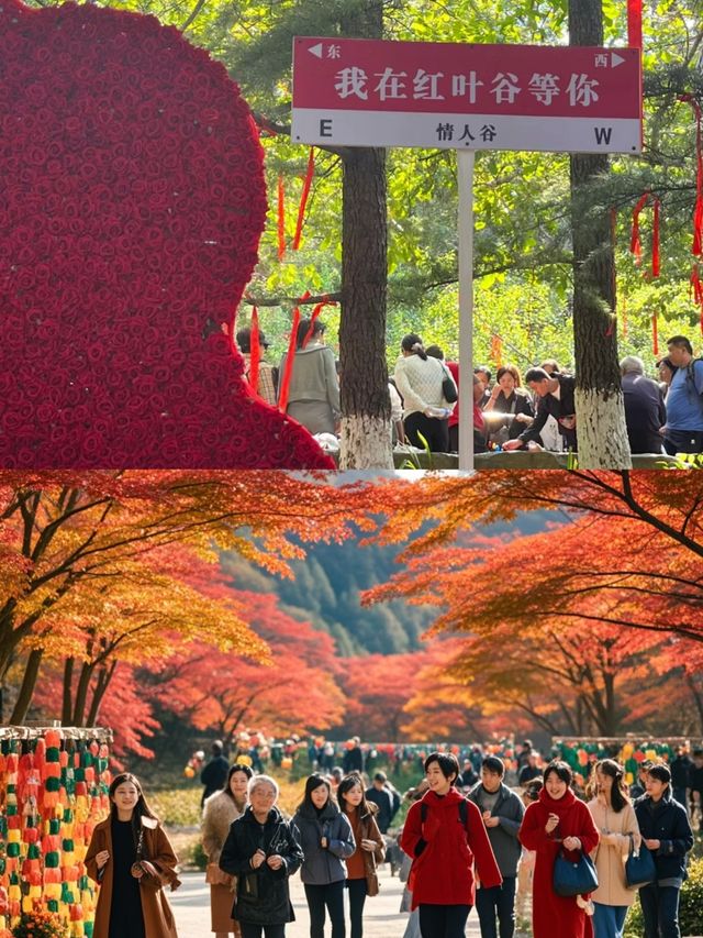 濟南紅葉谷！如詩如畫，秋意盎然的童話世界！。