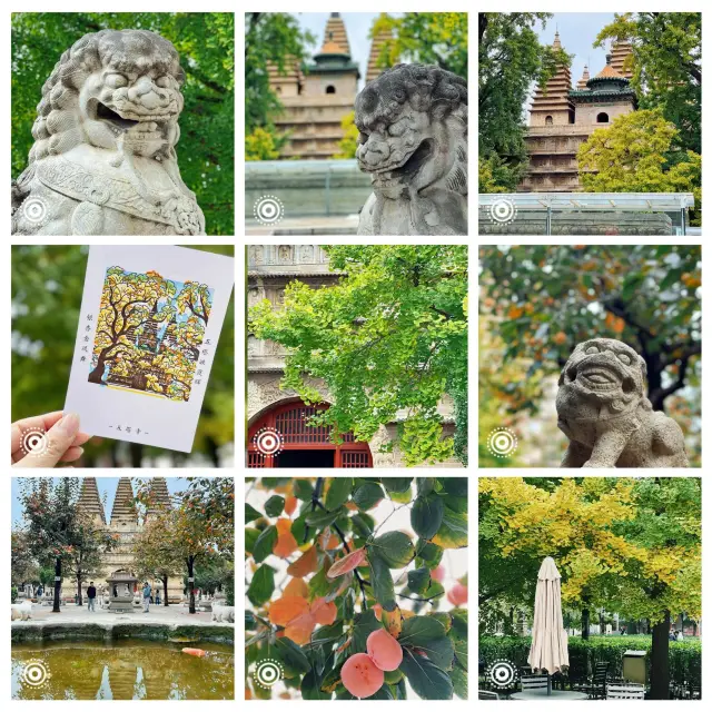 ต้นพลับที่วัดห้าเจดีย์เปล่งสีแดงแล้ว