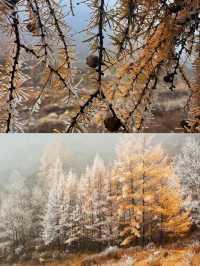 10月20日中台山雪景實拍。